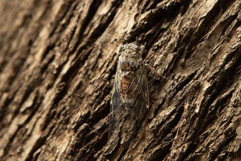 Cicada insect resting on a tree trunk close up Stock Photos