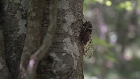 The cicada insect sits on a tree in the forest Stock Footage 248825588
