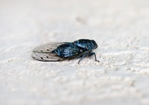Cicada insect on the wall close up Stock Photos