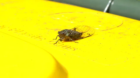 A Cicada insect on a yellow bin lid Stock Footage 131789226