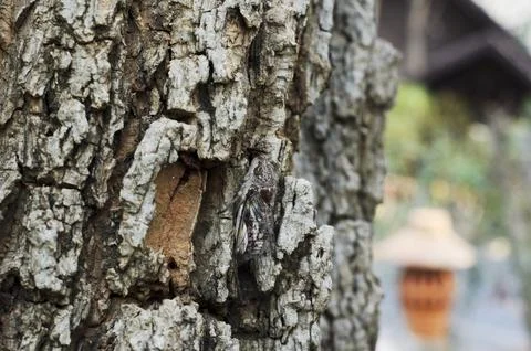 Cicada insects on tree in nature Stock Photos