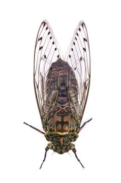 Cicada isolated on white background Stock Photos