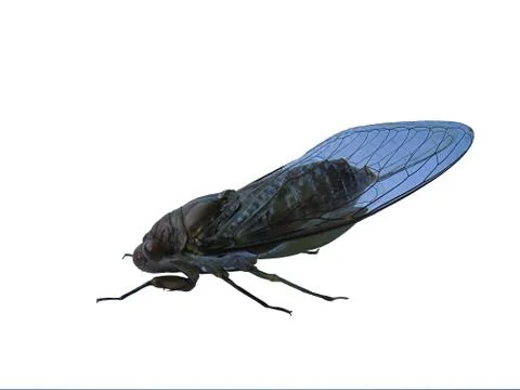 Cicada isolated on white background Stock Photos