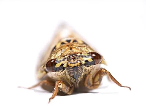Cicada isolated on white background Stock Photos