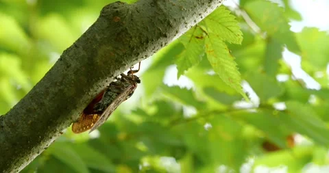 Cicada. It is a cicada called "Abura-zemi" in Japan! Stock Footage 194487972