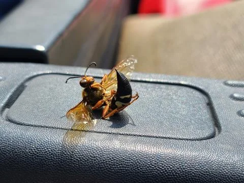 Cicada killer dead Stock Photos