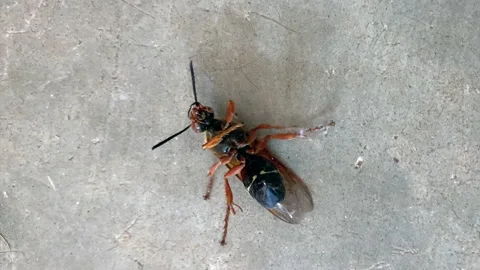 Cicada killer wasp moving around on it's back on cement Stock Footage 136560723