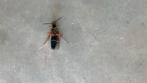 Cicada killer wasp moving around on it's back on cement Stock Footage 136560738
