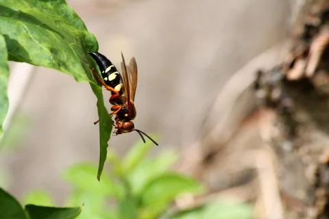 Cicada killer wasp Stock Photos