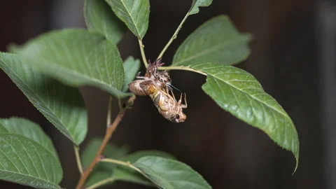 Cicada knows the process of golden toad molting Stock Footage 245264194