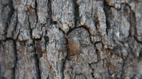 Cicada larva climbing a tree. Vidéo 64282032