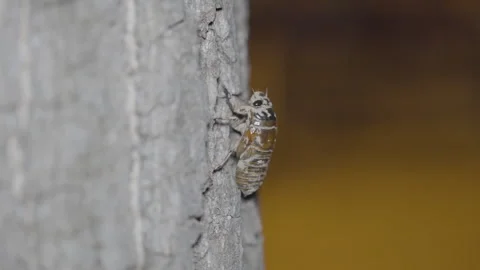 Cicada larva crawling on a tree Stock Footage 247499328