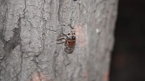 Cicada larva crawling on a tree Stock Footage 247534024