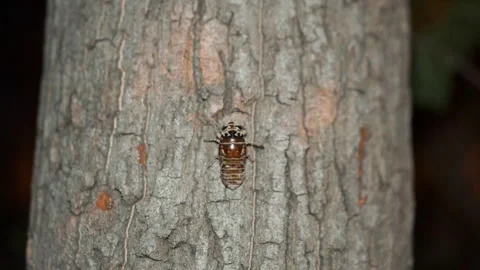 Cicada larva crawling on a tree Stock Footage 247534505