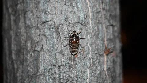 Cicada larva crawling on a tree Stock Footage 247535435