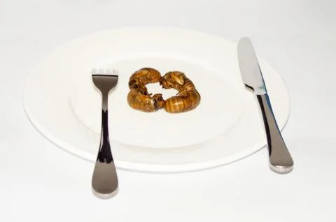 Cicada larvae Stock Photos