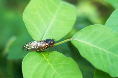 Cicada on a leaf Stock Photos