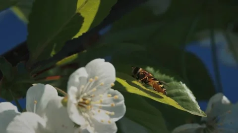 Cicada on Leaf with White Cherry Blossom Background Stock Footage 341369325