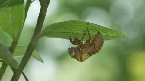 Cicada left case under the leaf Stock Footage 107391269