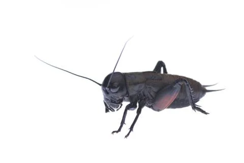 Cicada macro isolated on white background Stock Photos