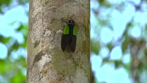 Cicada, Malaysia Stock Footage 132617044