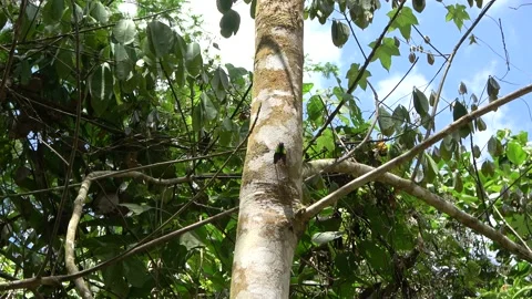 Cicada, Malaysia Stock Footage 132617404