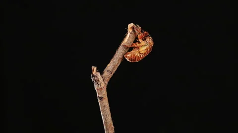 A cicada metamorphoses on a branch, time-lapse photography. Stock Footage 93165158