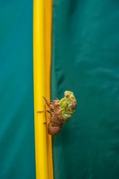 Cicada metamorphosis Stock Photos
