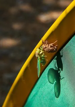 Cicada metamorphosis Stock Photos