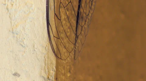 Cicada in Mexico - vertical tracking shot- graded 1080 60p Video stock 32012088