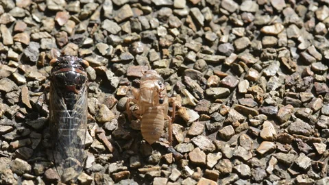 Cicada  molt Stock Footage 158686254