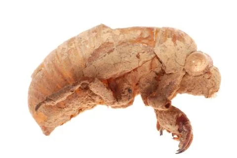 Cicada molt isolated Foto stock