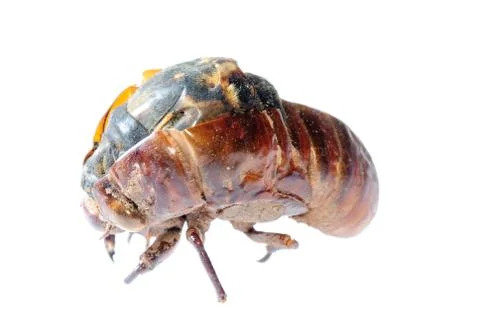 Cicada in molt Foto stock
