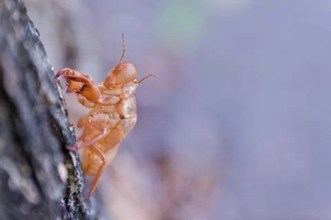 Cicada molt Stock Photos