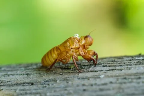 Cicada molt Stock Photos