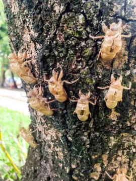 Cicada molt Stock Photos