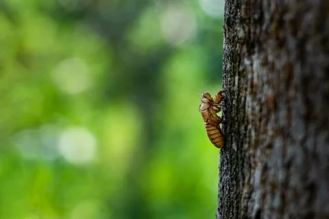 The Cicada molt process is a long and lengthy one. The Cicada Husk Stock Photos