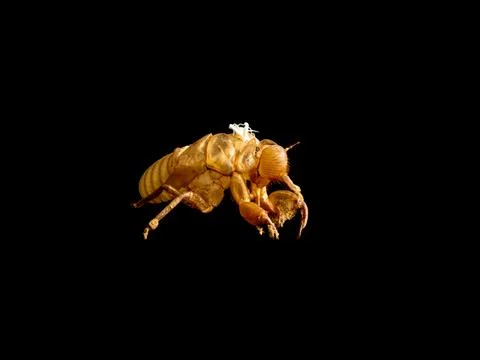 Cicada molt shell. Cicada exoskeleton. Cicada molting exuvia emerging shell. Stock Photos