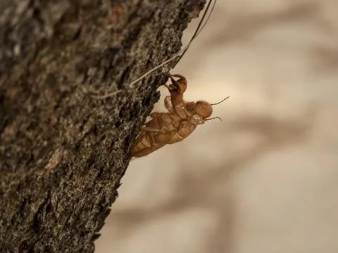 Cicada molt stick on the tree trunk, Cicada stains leave when they mature, .. Stock Photos
