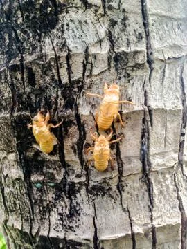 Cicada molt on the tree Photos