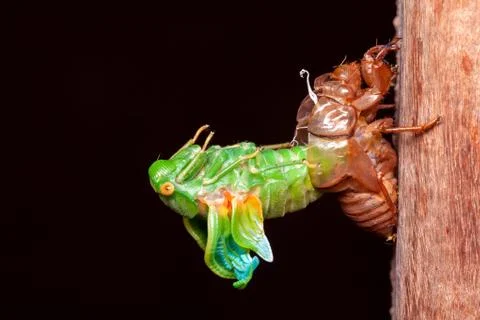 Cicada molting exuvia emerging shell Stock Photos