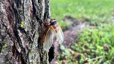 Cicada molting Stock Footage 277168119