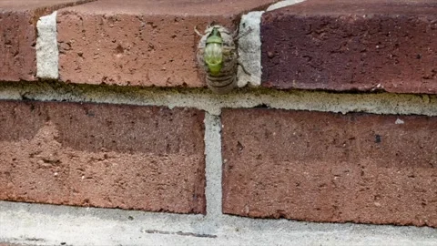Cicada Molting it's shell timelapse Video stock 137655579