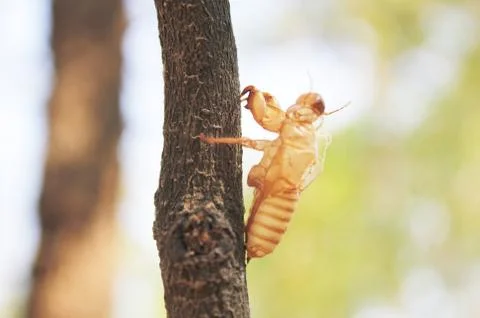 Cicada molting Stock Photos
