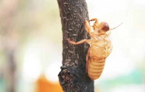 Cicada molting Stock Photos