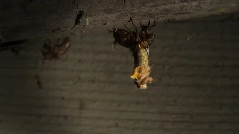 Cicada Molts as it Transforms Time Lapse Stock Footage 275287313