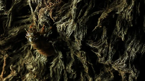 Cicada nymph climbing tree Stock Footage 36866120