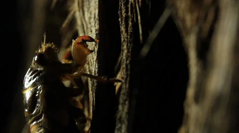 Cicada nymph climbing tree Stock Footage 36870948