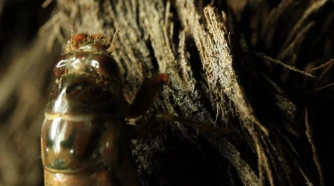 Cicada nymph climbing tree Stock Footage 36875225
