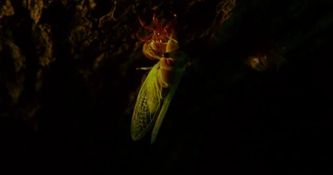 Cicada nymph clings to its exoskeleton molt. Stock Footage 197386712